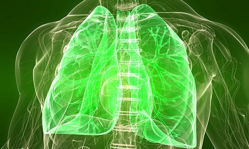 How The Inspiratory Muscles Contribute To The Breathing Process