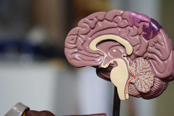 A plastic model showing the cross-section of a brain.