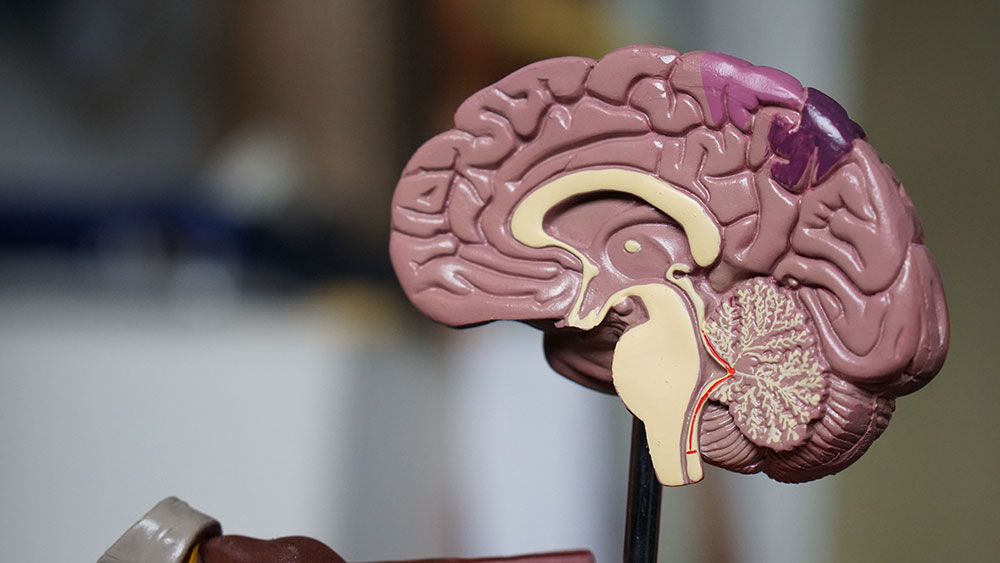 A plastic model showing the cross-section of a brain.