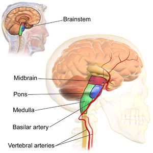 Blausen_0114_BrainstemAnatomy